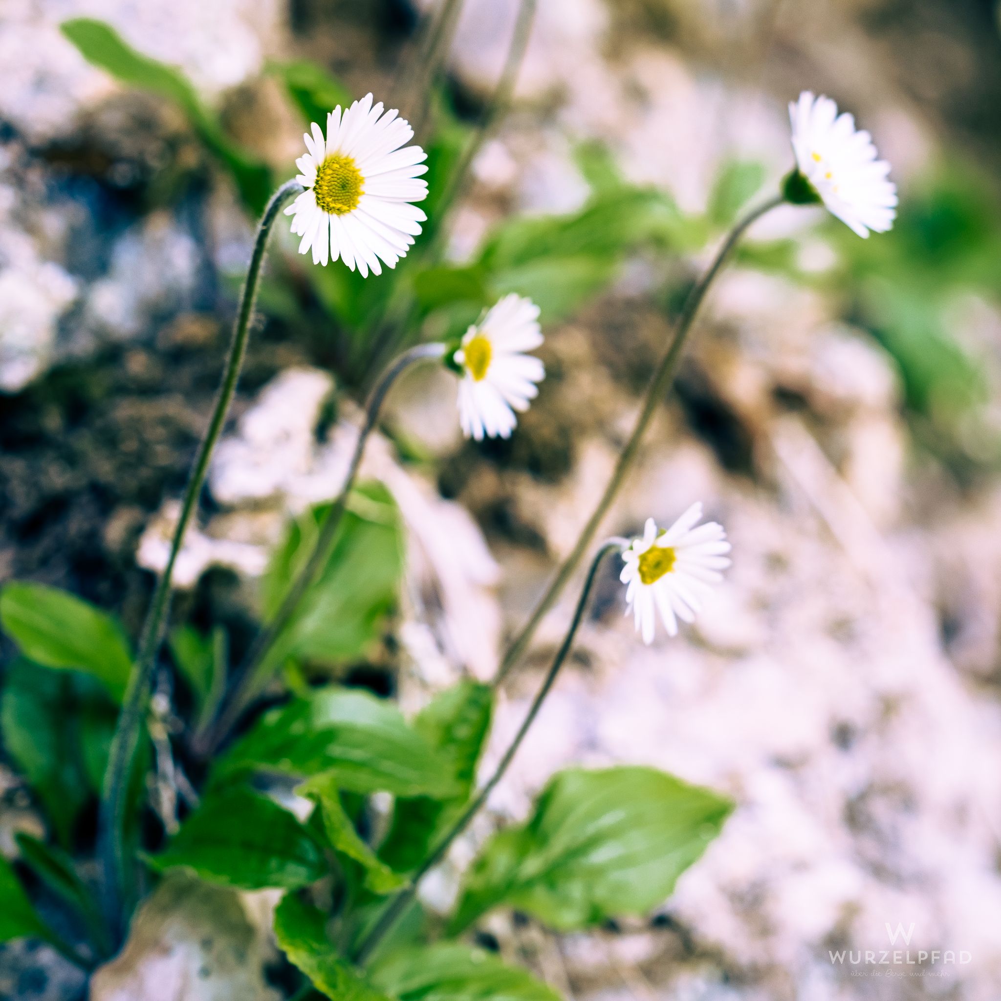 Alpenmaßlieb an unerwarteter Stelle